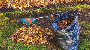 Bagging Leaves And Throwing Them Away? Here's An Idea: Don't