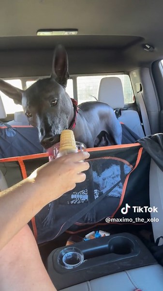 Celebrating Maximos Best Of Breed win today! He is officially the #1 fasted Xolo in the country! #xoloitzcuintle #akc #xoloitzcuintli #xolo #fyp #dogtok #happy #winning #icecream #fastcat #speed #fast #runner
