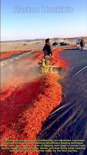 Traditional Goji Berry Processing The Efficient Beating Technique: Satisfying Goji Berry Sorting
