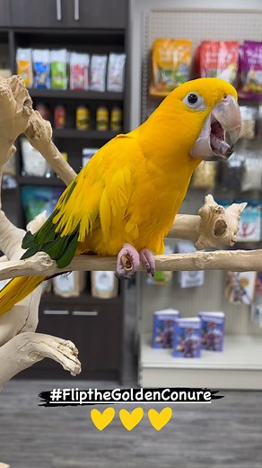 Parrots use the top (maxilla) of their beaks to hold food in place while the bottom (mandible) is used to help break open food items. Their tongues contain a bone and are muscled and articulated, allowing them to grasp and manipulate food and objects. Watch as Flip uses his beak and tongue in this way to open an in-shell pine nut 💛🦜 #flipthegoldenconure #goldenconure #goldenconures #conure #conures #conurelove #conuresofinstagram #conuresofig #funfacts #birdfacts #cuteanimals #cutebirds #parro