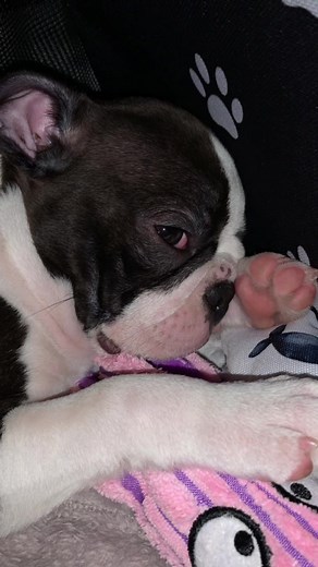 Little Mer today woke up in new home 🥺🖤 #foryou #dc #viral #dlaciebie #bostonterrier #bostonterrierpuppy #puppy #pieski #newhome #babydog