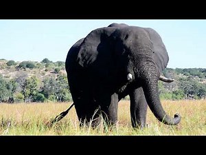 Elephant inside the African wilderness | Close-up | Kasane, Botswana