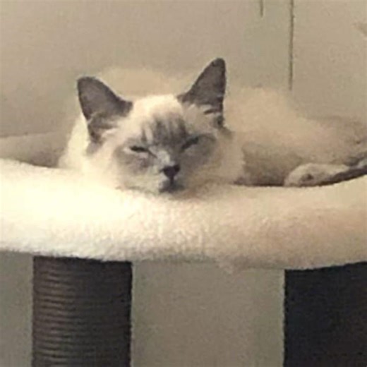 Bongo edit part 6#cat #ragdollcat #catedit #kitten #cattype #bongothecatedit