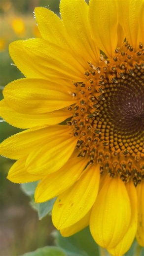 Stunning Sunflower Fields 🌻 | Relaxing Nature & Scenic Views