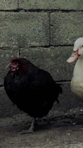 Duck Eggs vs Chicken Eggs. Do they taste different?