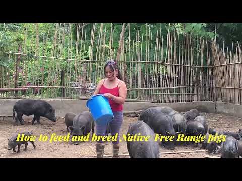 Native Pigs how to feed and breed by OFW farming in the Philippines