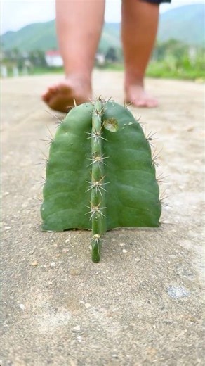 Dad stepped on a cactus... 🌵 Sự tử tế của con trai #shorts