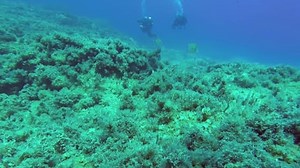 Scuba Diving, Divers, Underwater. Free Stock Video