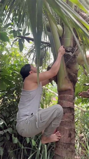 Coconut tree climbing tutorial