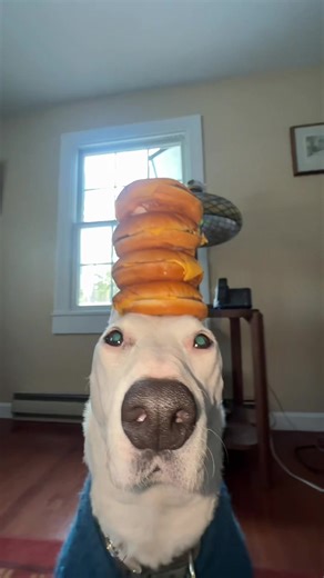 Wait for the ending! #hamburger #cheeseburger #bigmac #whopper | whopper whopper