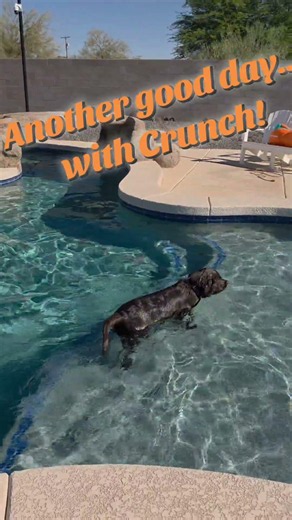 Surviving the heat with Crunch! #nestle #chocolatelab #servicedog #magicspoon #petsmart