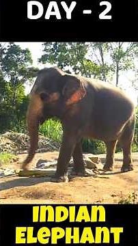 Amazing facts about Indian Elephants| Largest land animal| Kerala| #elephant #kerala #animals