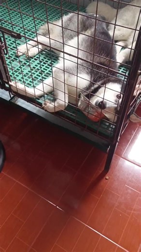 Jessamine Abo on TikTok