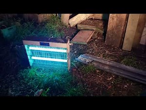 Wasps vs commercial bug zapper (with commentary)