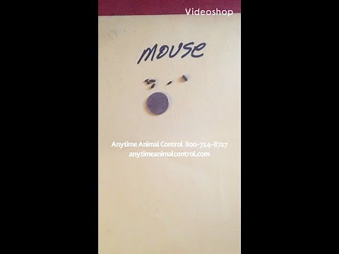 Is it bat poop or mouse poop?