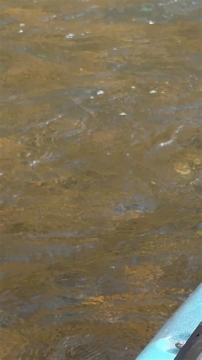 You can see how nicely the Eleven Point flows between Whitten and Riverton. #floatingtheozarks #kayak #Ozarks | Floating the Ozarks