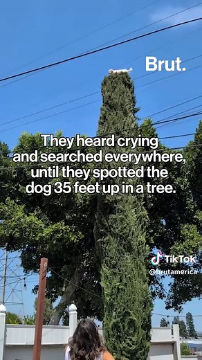 A family in the U.S. was shocked to return home and discover one of their dogs missing - only to find her stuck 35 feet up in a tree. They successfully rescued the dog, named Lady, and brought her safely down. #DogRescue #PetSafety #AnimalRescue #DogLovers #Heartwarming