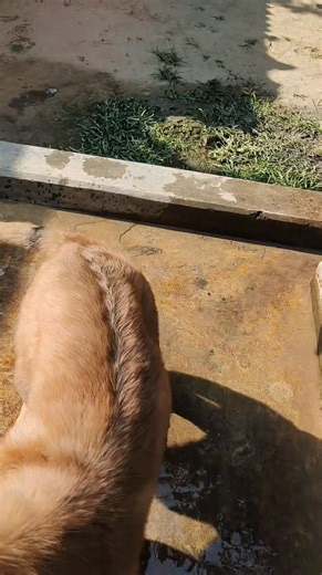 Many of the GSD LOVERS often get confused what Color and Coat these sable puppies will have? Here, you can see and at least predict how their coats are taking shape, we call them Red Sable (though they look Golden). They have contrast sable black coat underneath. Clip taken under bright winter sunlight, no edits, no highlights. #sablegermanshepherd #germanshepherdpuppy | Imperial GSD Park