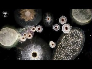 Protista: The Ancestor Of All Plants And Animals