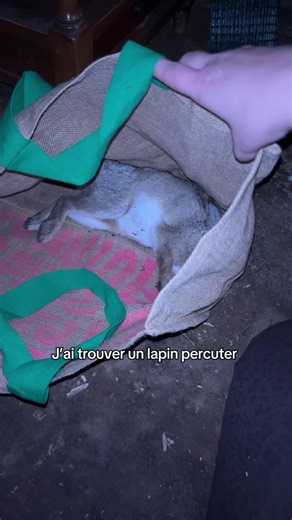 Sauvetage d'un lapin : Une mission délicate