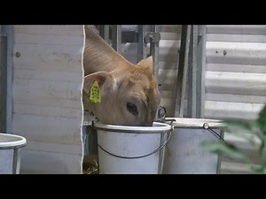 Struggling Dairy Farms