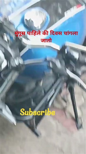 मुंगूस पाहिले की दिवस चांगला जातो#मुंगूस#नेवला#गुडलकऍनिमल#goodvibes #goodluck #goodluckvideos #lucky