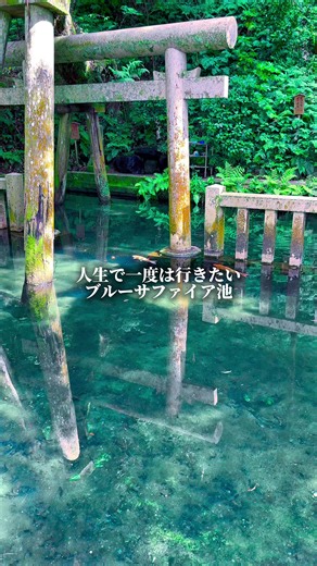 《詳細はこちら↓》 【鹿島神宮】 【最寄り駅】 JR鹿島線 鹿島神宮駅 【詳細】 茨城県を代表するパワースポット「鹿島神宮」。 境内の奥にある御手洗池は、思わず息をのむほどの透明度。 鯉が宙に浮いているように見える幻想的な景色は、写真では伝わらない美しさ。 杉並木に囲まれた参道を歩けば、都会の喧騒を忘れるほど静かで神秘的な空間が広がります。 奥宮や要石など見どころも多く、自然と歴史を感じながらゆったり散策できるスポットでした。 【住所】 茨城県鹿嶋市宮中2306-1 【アクセス】 JR鹿島神宮駅より徒歩約10分 【駐車場】 あり（有料300円） ※周辺に民間駐車場あり ※訪問時の情報のため、最新情報は公式サイトをご確認ください。 #茨城神社#鹿島神社#茨城ドライブ#パワースポット