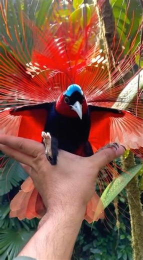 Strange Bird طائر غريب #animals #usa #usa_tiktok #usa #usareels #usashorts #canada #طيور #birds