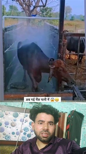 farmer telant #farmer #buffallo#animls