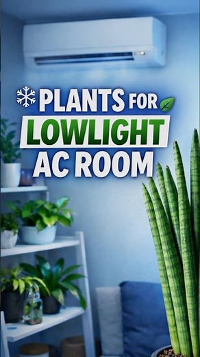 Best Indoor Plants for Low-Light AC Rooms 🌿❄️