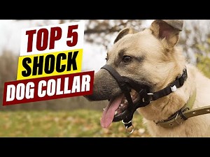 Best Shock Collars for Dogs 2026: Top 5 Picks & Reviews