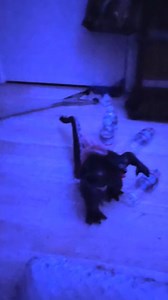 69K views · 3.7K reactions | Best Godzilla toy I own! Part of the RC Godzilla cool Kids Club! Lol | Megalon | Facebook