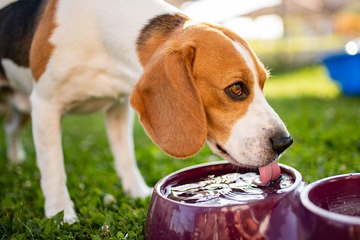 Is It Safe for Dogs To Drink Out of Communal Water Bowls?