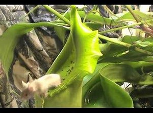 Carnivorous Plant VS Mouse!