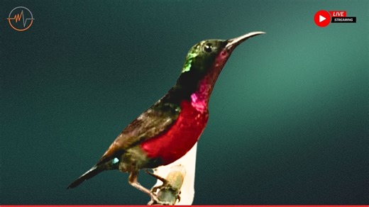 Beautiful Bird Sounds | Hummingbird | Breathtaking Nature | Stress Relief & Healing Ambiance