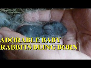 Rabbit giving birth to very cute baby Bunnies - Adorable baby Bunnies being born ( Baby Rabbits )