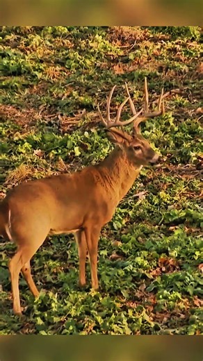 Long Distance Deer Shot | Ultimate Hunting Skills #archary #viral #harehunting #wildlife #shorts