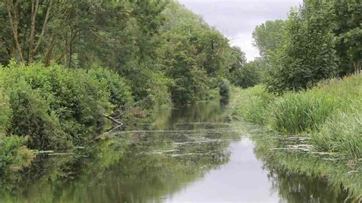 Everything you need to know about the mute swan