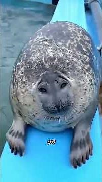 Do you know why seals love slapping their bellies?