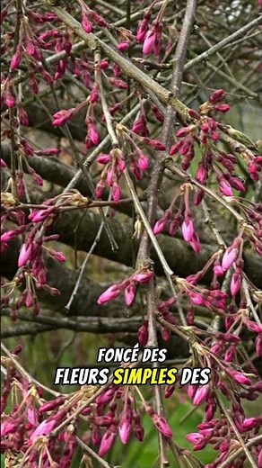 Flowering cherry tree