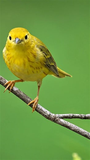 Yellow Warbler North America has more than 50 species of warblers, but few combine brilliant color and easy viewing quite like the Yellow Warbler. In summer, the buttery yellow males sing their sweet whistled song from willows, wet thickets, and roadsides across almost all of North America. . #Birdwatching #NatureLovers #WildlifeVideography #warbler #birdlovers | Okbit Romar