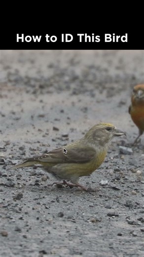 Can you identify this bird?