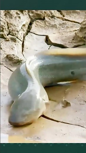 Lungfish: Ikan Ajaib yang 'Hibernasi' #shorts #animals #viral #fypシ #hewanunik #faktaunik #trending