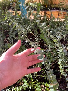 Eucalyptus Pulverulenta ‘baby Blue’ (florist Silver Dollar) / 4” Pot / Live Plant - Etsy