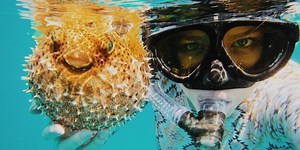 Pesce palla: 10 curiosità sul fugu e perché in Italia è vietato