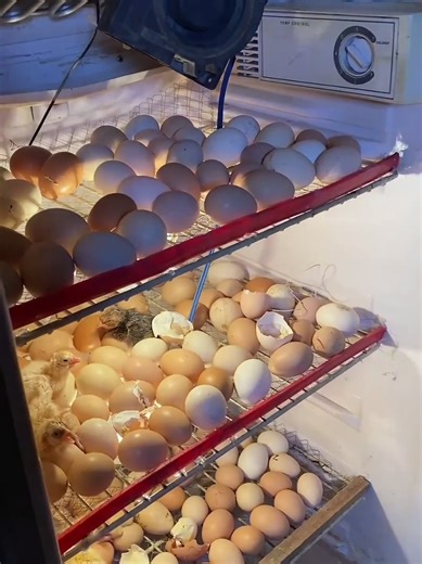 “Homemade Egg Incubator Using a Freezer | Amazing Result”