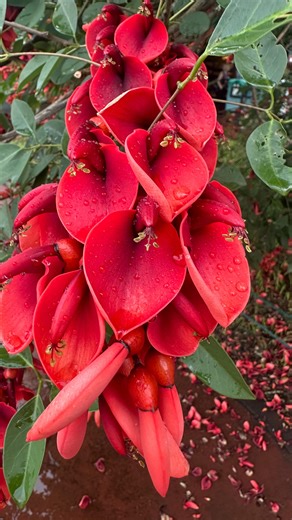 Erythrina crista-galli comúnmente llamado Ceibo o árbol de coral, fue declarado flor nacional en 1942 y es considerado también árbol nacional por su importancia cultural y simbólica, está presente en leyendas guaraníes y en canciones populares. Sus flores son símbolo de la resistencia y la belleza del pueblo argentino. | Dionisio Paniagua