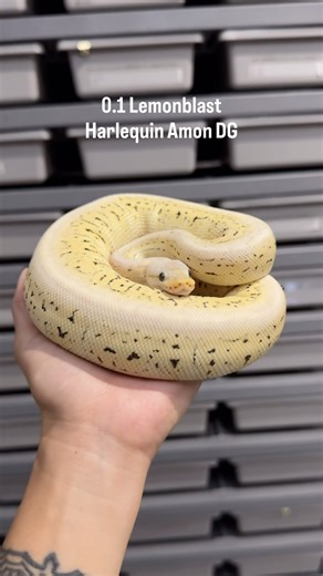 Ball Python🐍🍯 0.1 Lemonblast Harlequin Amon DG