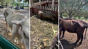 Photos show emaciated animals seized from Family Farms amid animal cruelty investigation