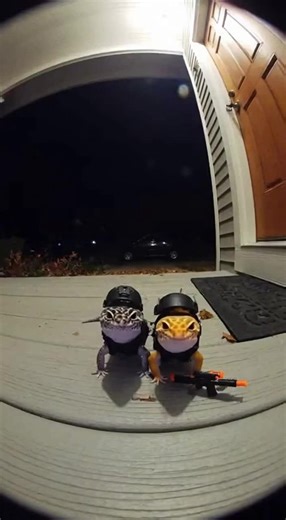 Shooting Time: Capturing Leopard Gecko Moments